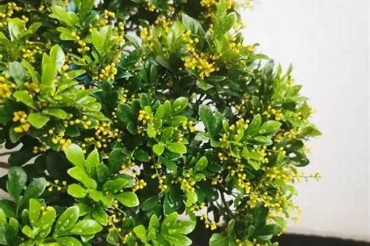 做好下面几点养护,米兰长得又好又快园艺郎君