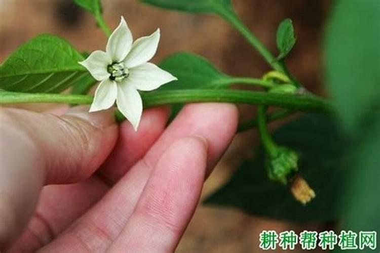 辣椒开花时施什么肥最好