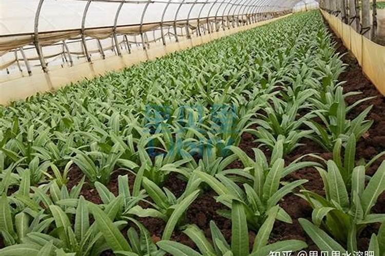 豆饼怎么发酵做肥料