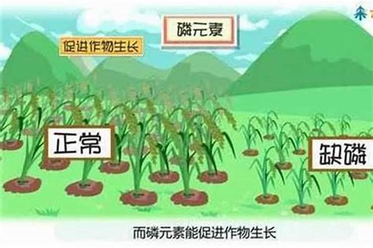 氯化钾肥的正确使用方法,氯化钾是由什么构成的