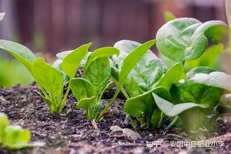 菠菜怎么用肥料施肥