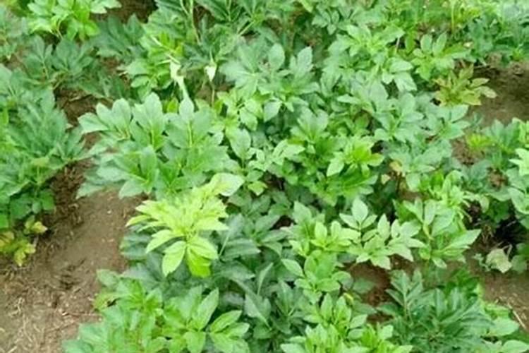 白芷的种植方法以及繁殖方式