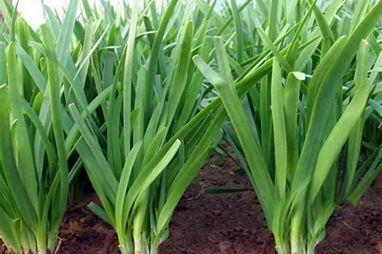 氮肥有哪些区别,怎么自制氮肥