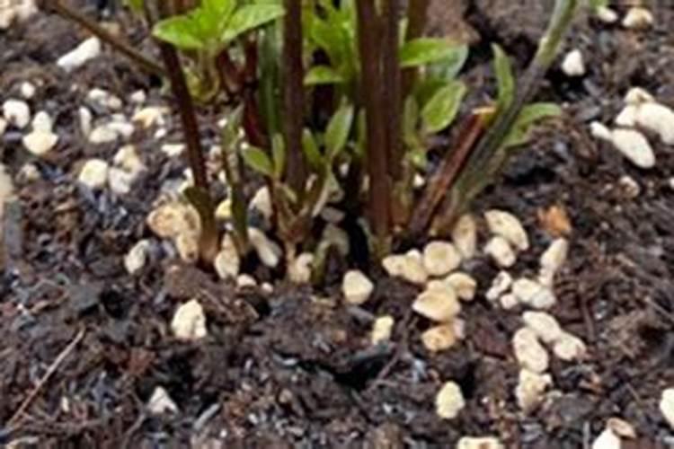 百香果减少果子的数量能提前成熟吗