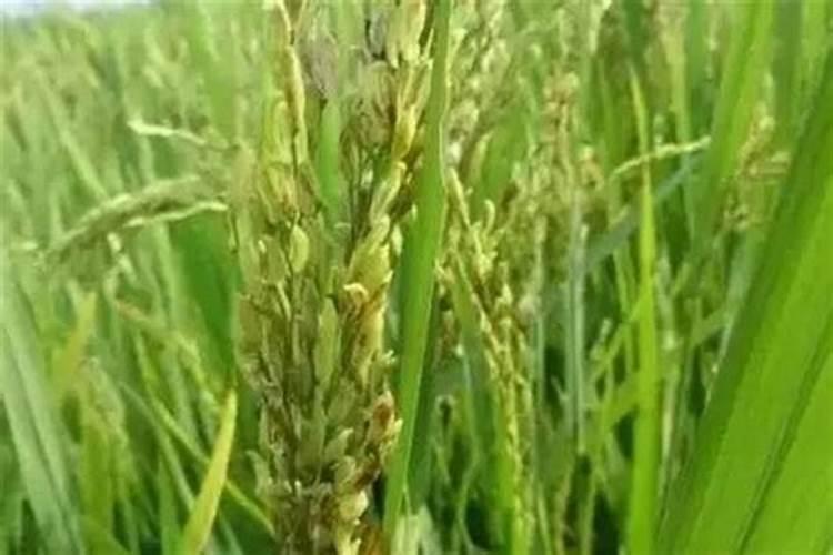 百倍邦13527海藻肥效果怎么样