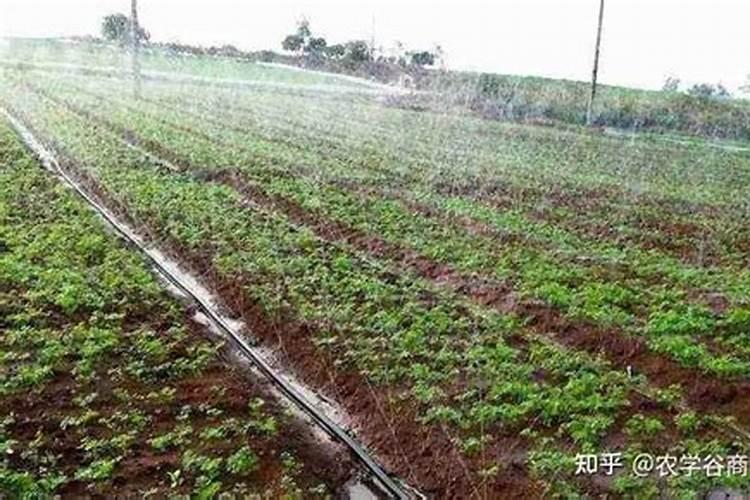 硫酸钾水溶肥西瓜地几天用一次