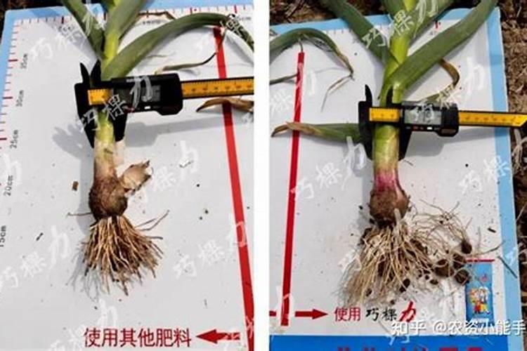 种大蒜可以放复合肥吗