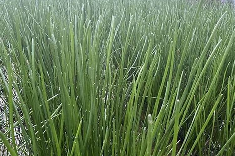 马蹄苗下带控旺使用什么肥料好呢