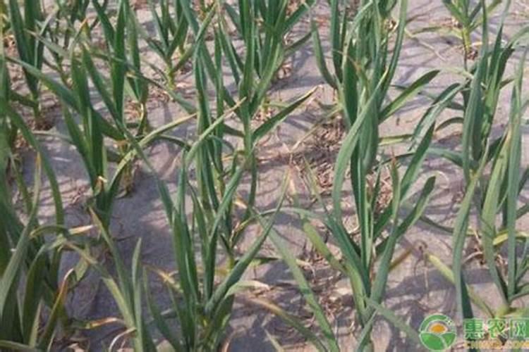 大蒜返青期是什么时候