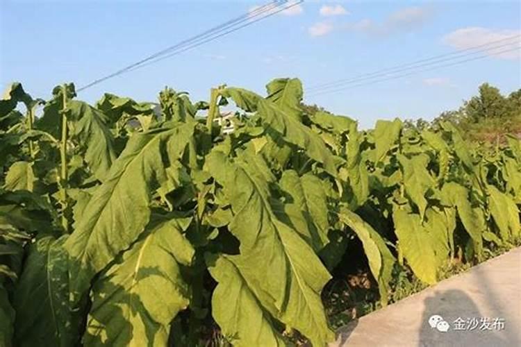 绿萝复合肥一盆施几粒 和营养液能同时使用吗