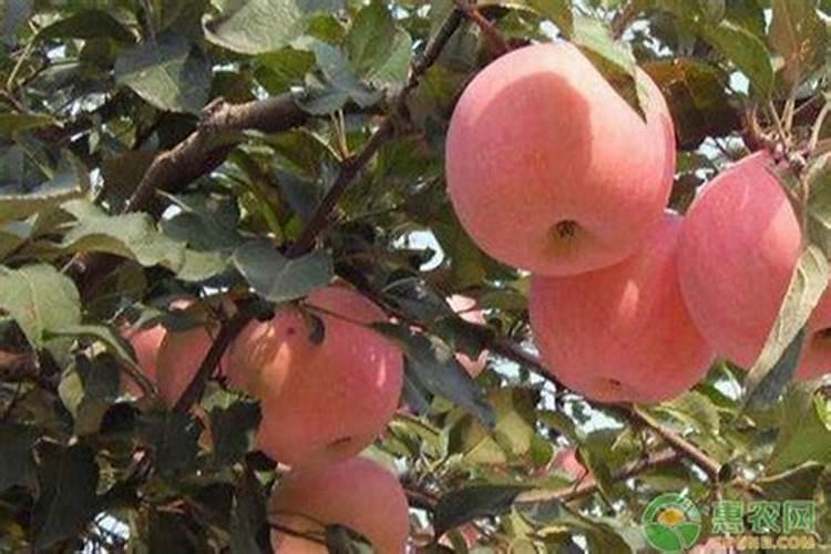 复合菌和EM菌有什么区别