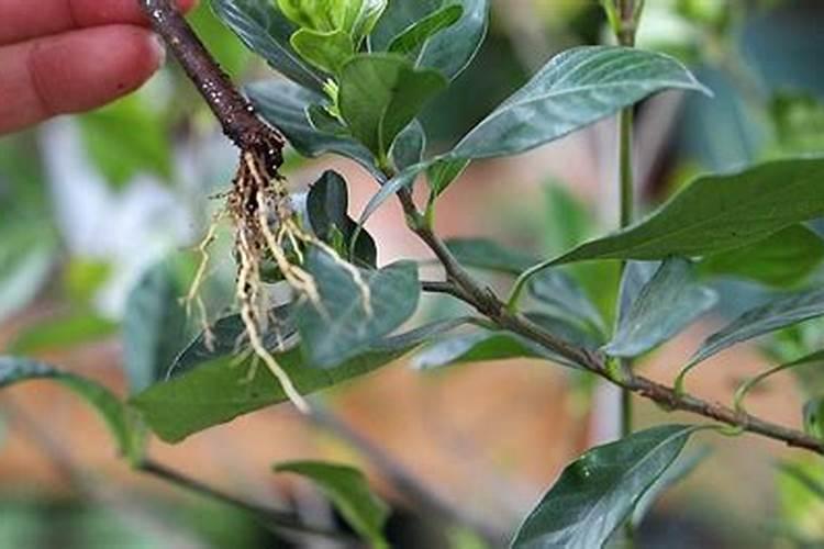 芸苔素内酯加磷酸二氢钾加胺鲜脂叶面喷施效果好？