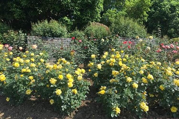 钙镁磷肥有哪些优点？