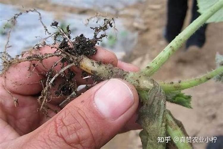 草莓根腐病的防治措施