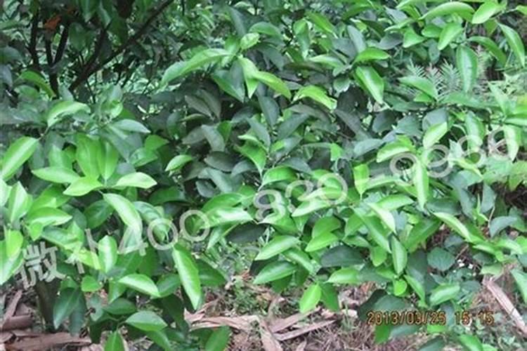 现在沙糖桔果子小要放什么肥？怎样施肥