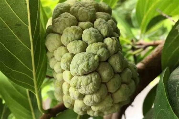 释迦果树怕水淹吗？