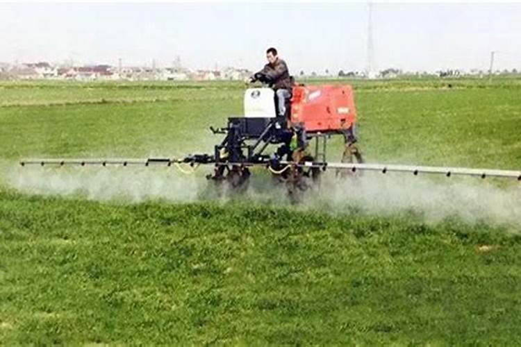 金橘的养殖方法是什么有哪些注意事项