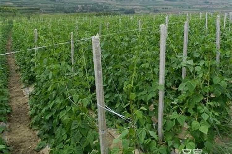 大棚架豆角抽蔓期能浇水追肥吗