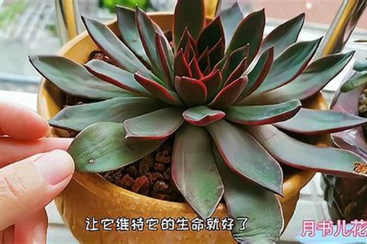 怎么给多肉植物浇水才合适