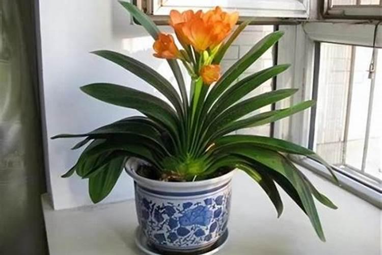 阿泰灵能和叶面肥复配吗