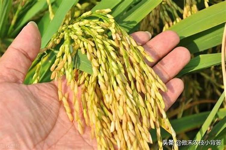百香果什么时候施肥 种植百香果什么时间施肥最好