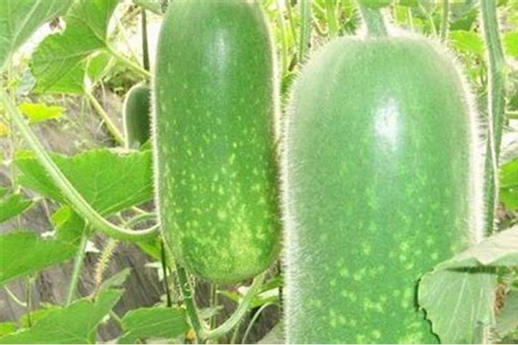 种冬瓜加什么肥料