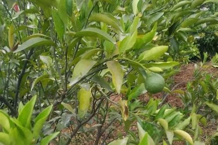 室内桔子树如何施肥