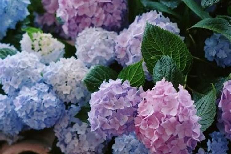 绣球花开花期间怎么施肥