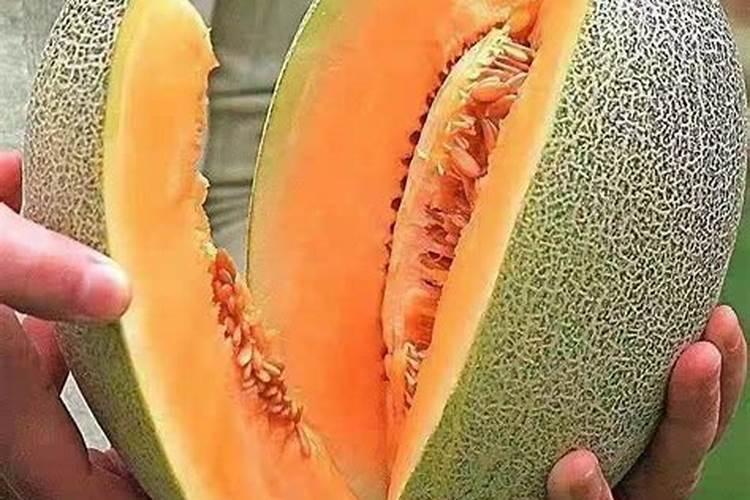 蜜瓜完铜制剂,硫酸铜钙和氢氧化铜,打完大约10天就成这样了,是药害...