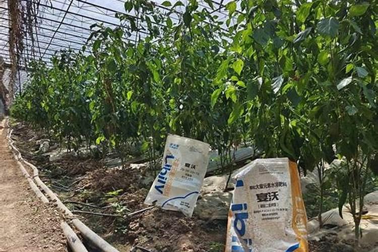 槟榔施什么钾肥