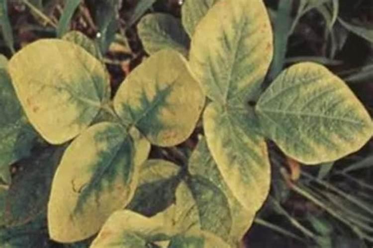 燕化倍能有机水溶肥效果怎么样