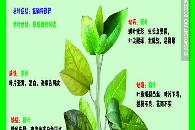 钙和镁.铁元素的缺乏对植物的影响.植物的表现？