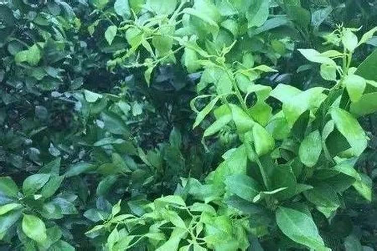 柚子开花要怎么处理才会结果 柚子开花结果的过程