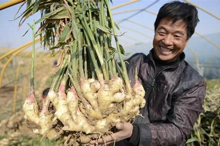 生姜出苗后用什么肥料