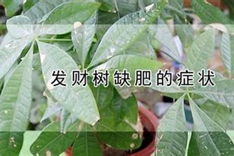 发财树茶花...发黄掉叶子,小心直接死翘翘!