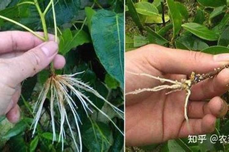 硝酸钾能和矿源黄腐酸钾混合冲施会烧苗吗