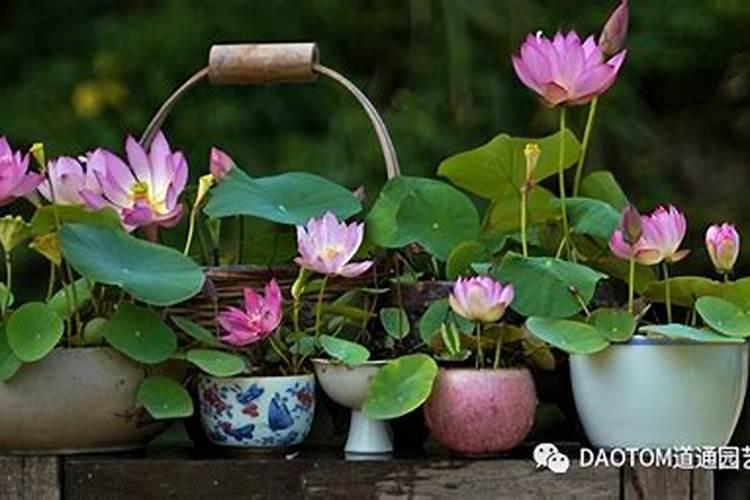 碗莲水溶肥的使用方法