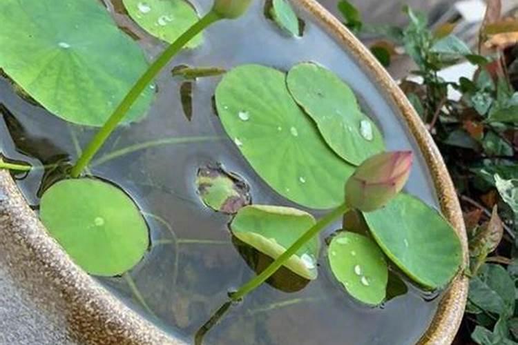 碗莲为啥开一次花就不来花苞了？