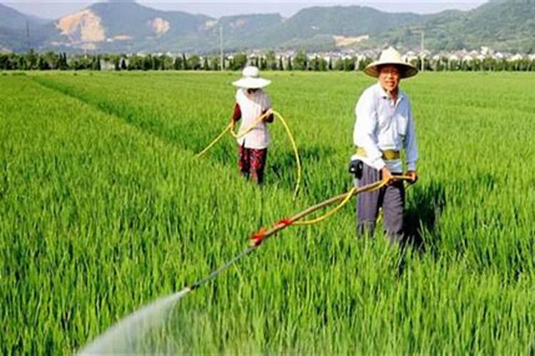 水稻后期灌浆期需要用叶面肥吗？