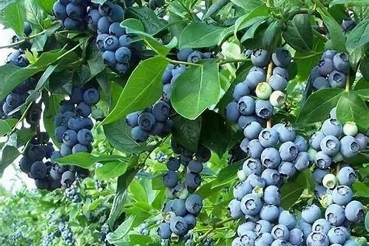 蚂蚁庄园哪种肥料容易使钙离子流失？