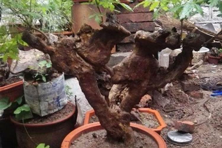 盆栽黄荆的养护方法有哪些？