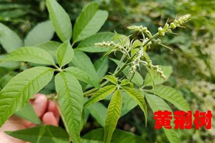 舍利黄荆养殖方法