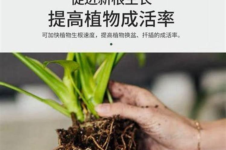十堰市房县可以种植柚子吗？
