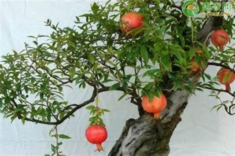 彩椒种子品牌排行榜前十名有哪些