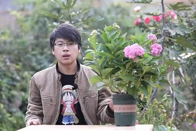莲子种植后什么时候施肥