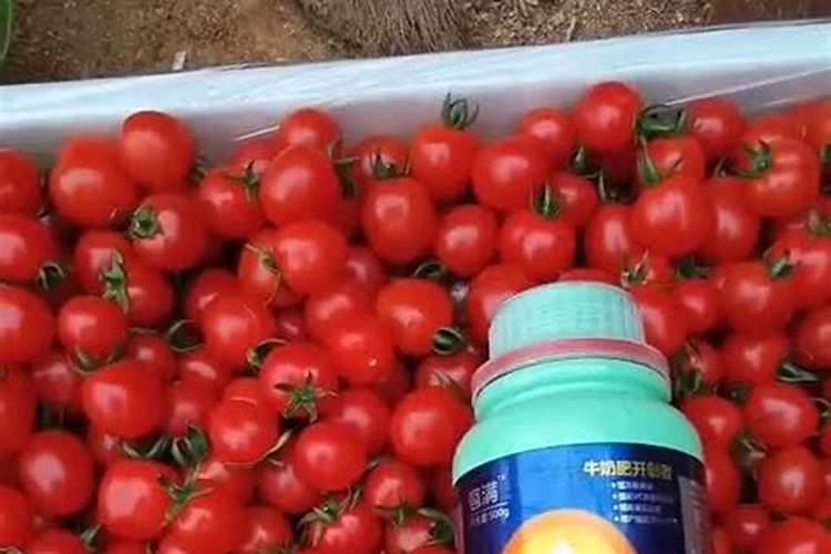 西红柿用什么肥料好