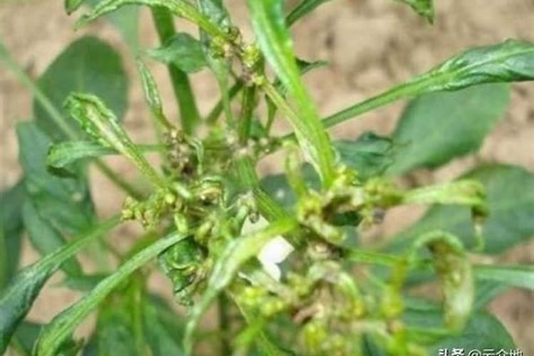 哪些果树用奥绿缓释肥效果好