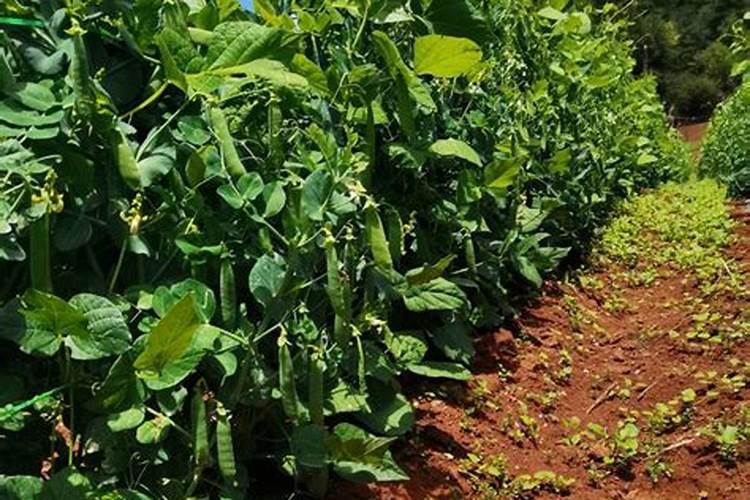 下种豌豆可以把复合肥散到田里再下豌豆吗