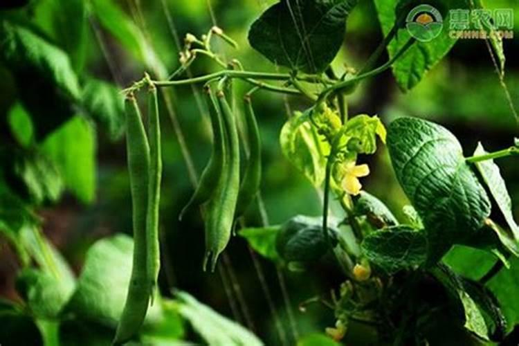 芸豆叶子怎么了,用什么药