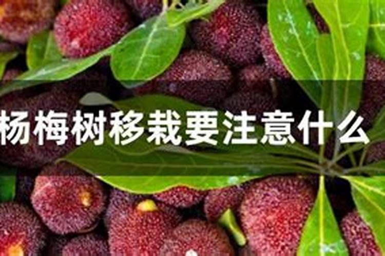 杨梅树幼年树怎么施肥？